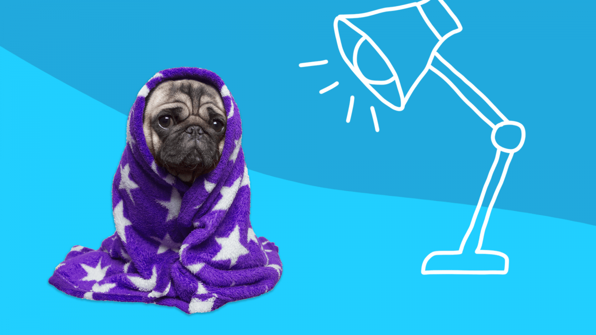 SAD pug in blanket with happy lamp drawing